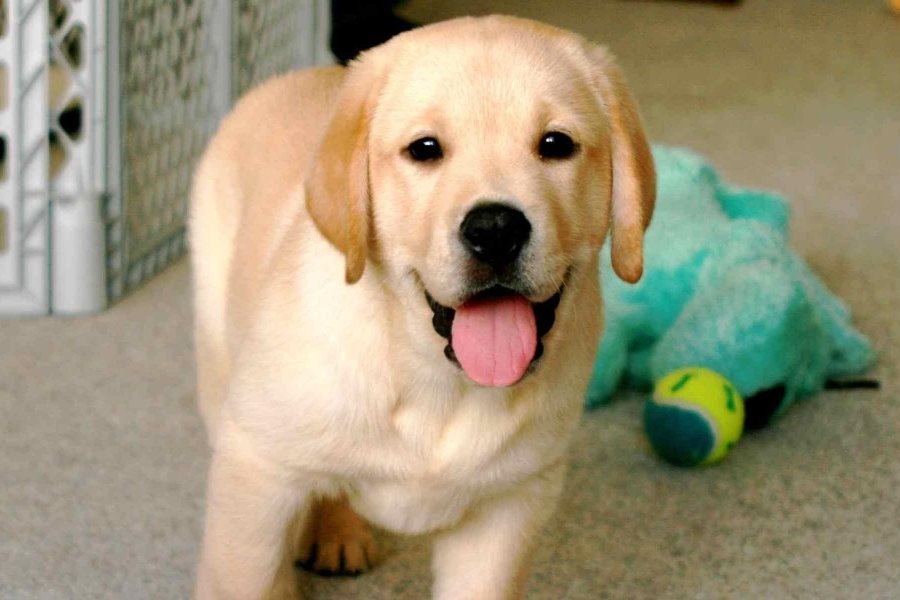 10 motivos para TER um Labrador ou para NÃO ter