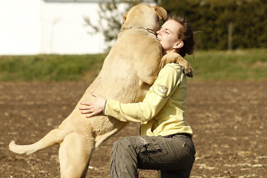 Cachorro: Razões para ter um em casa
