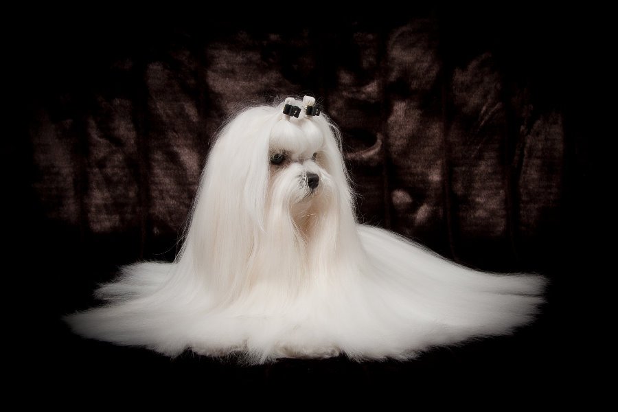 Maltês | Saiba tudo sobre essa raça gentil, afetuosa e muito antiga