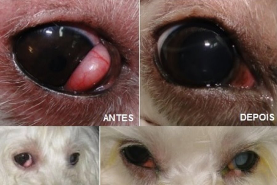 Olho Cereja: Entenda o que pode ser essa bolinha no olho do seu cão