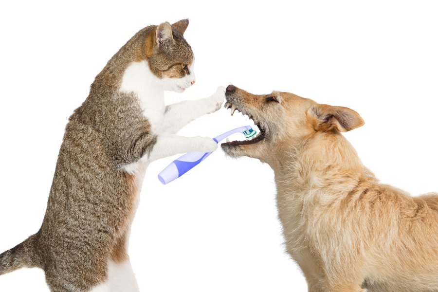 Saúde Bucal: Os principais cuidados com a boca e os dentes do seus Pets