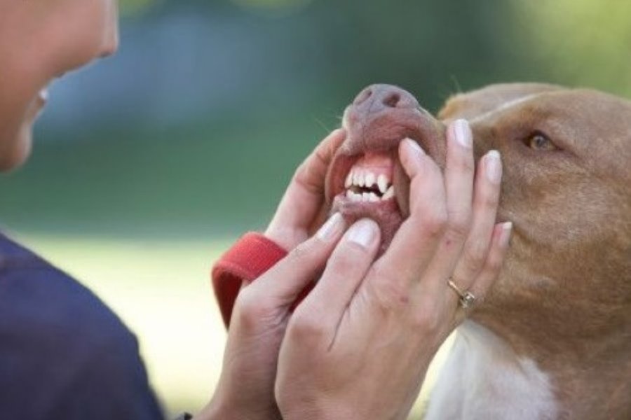 Tártaro Canino : O que é, quais as causas e tratamento