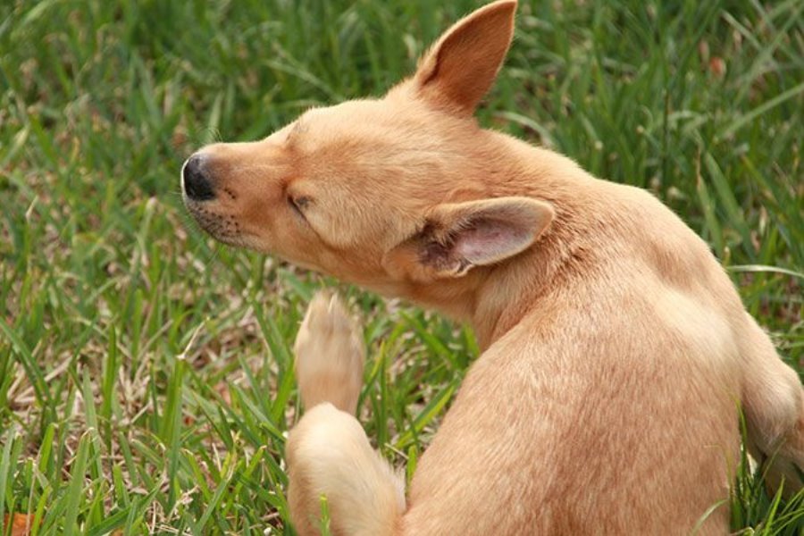 Alergia | Como proteger os seus Pets