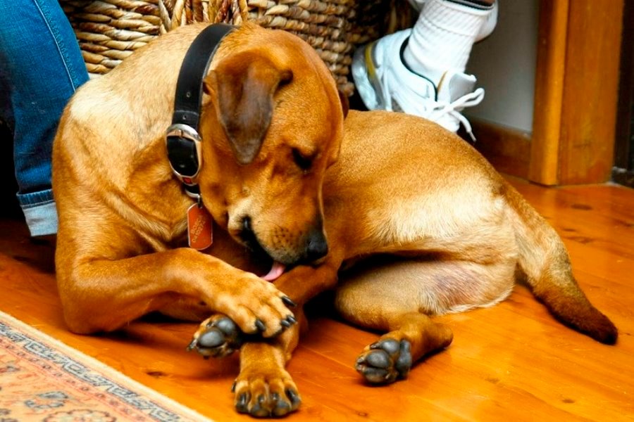 Dermatite Canina e a Homeopatia: Como Funciona