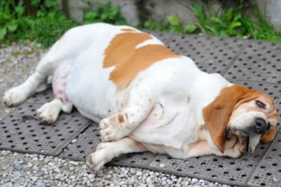 Obesidade: O que o Fim de Ano tem a ver com ela