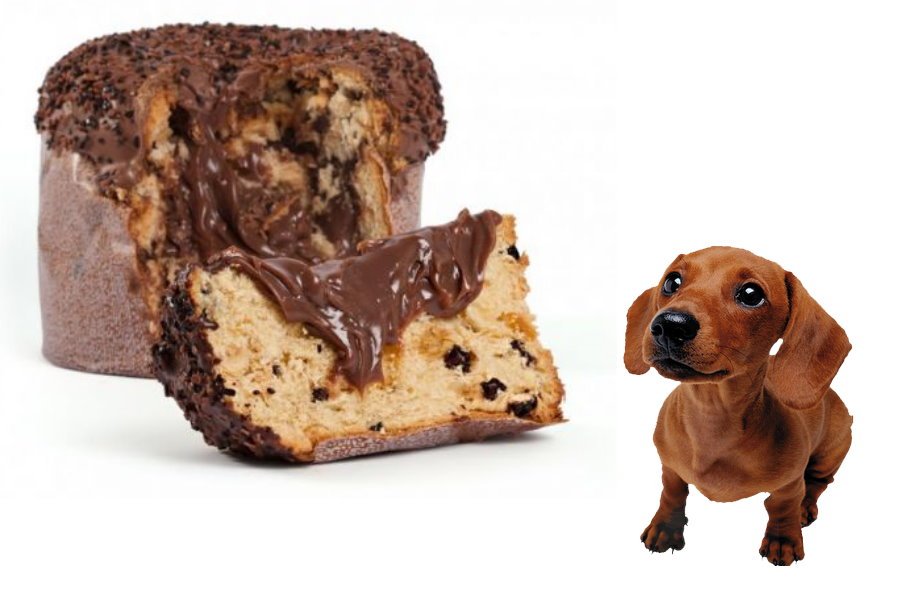 Panetone: Entenda porque não dar ao meu cachorro