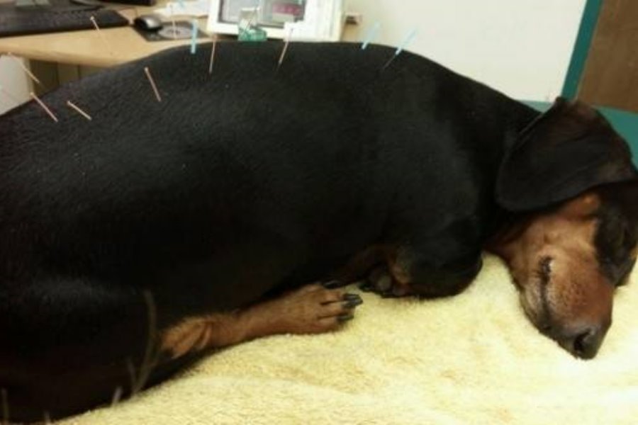 Acupuntura Veterinária: Problemas na Coluna
