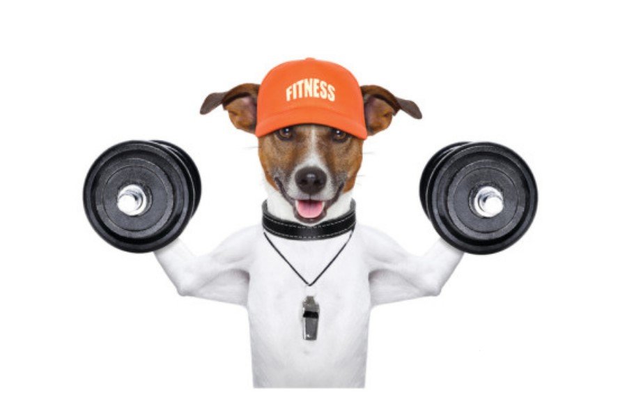 Campanha: Quinzena Pet Fitness