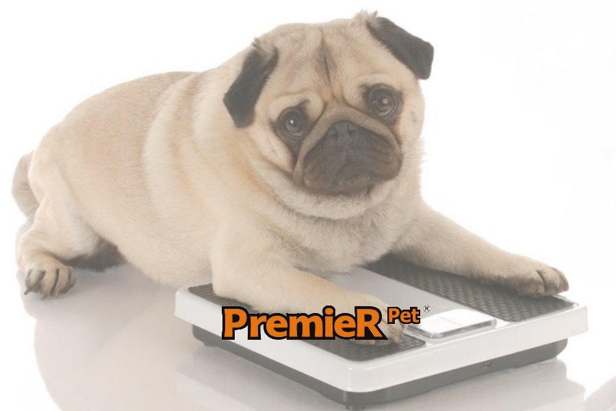 Obesidade em Animais Pequenos: Causas, Características e Tratamento