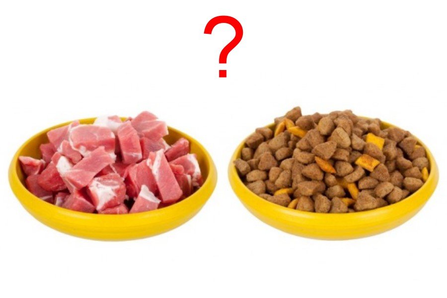 Ração Natural: Ração Comercial ou Alimentação Caseira