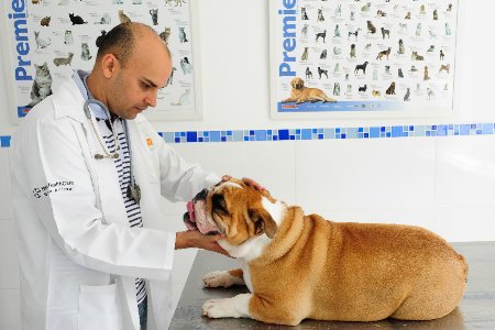Vacinação em Cães: Quais Doenças Prevenimos