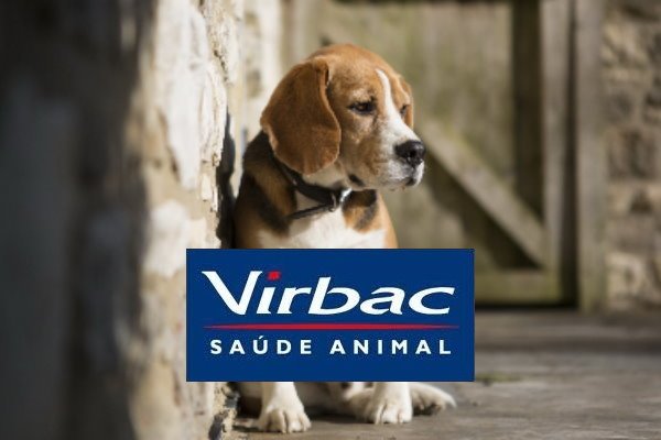 Alergia Canina – O que são, quais os sintomas e como prevenir