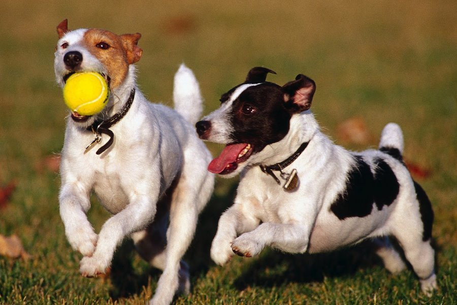 Hotel para Cachorro – Benefícios da convivência entre os Cães
