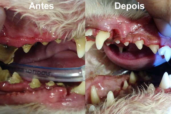 Limpeza de Tártaro Canino