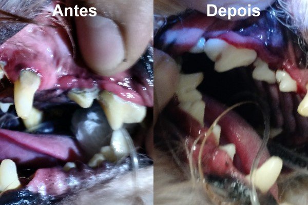 Limpeza de Tártaro Canino