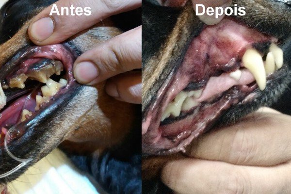 Limpeza de Tártaro Canino