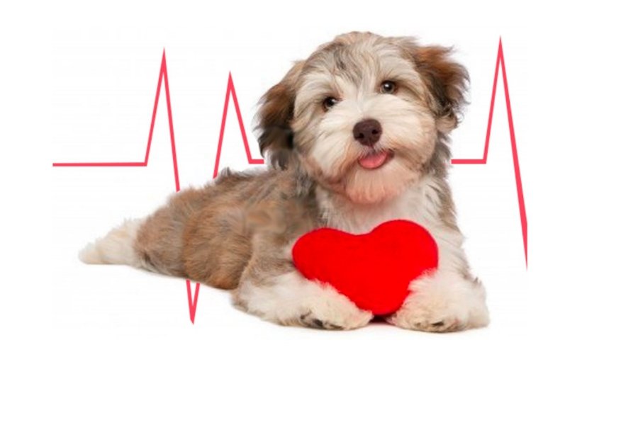 Dirofilariose: Tudo o que você precisa saber | Jardim França