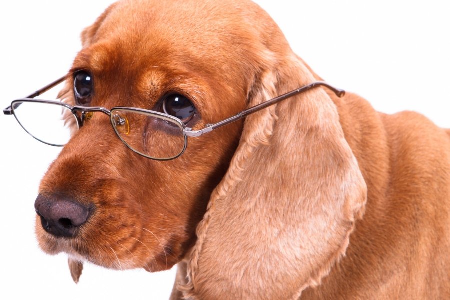 Animais Idosos – Como manter a qualidade de vida dos nossos pets