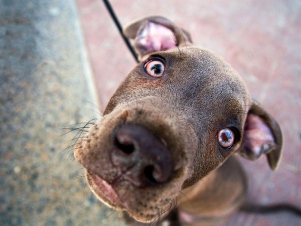 Olho Vermelho no cachorro: É preciso ficar em alerta
