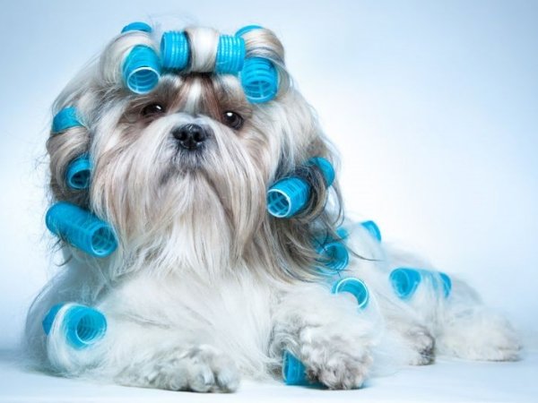 Pelo de Cachorro Saudável: Saiba os 5 Cuidados que você deve ter