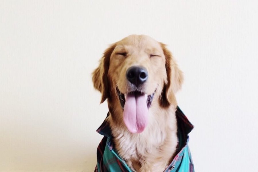 Como cuidar de um cachorro: Superdicas para quem quer ter um em casa