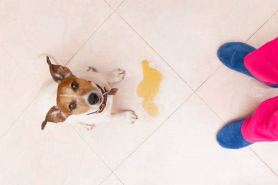 Xixi no Lugar Certo: Saiba como ensinar seu cachorro