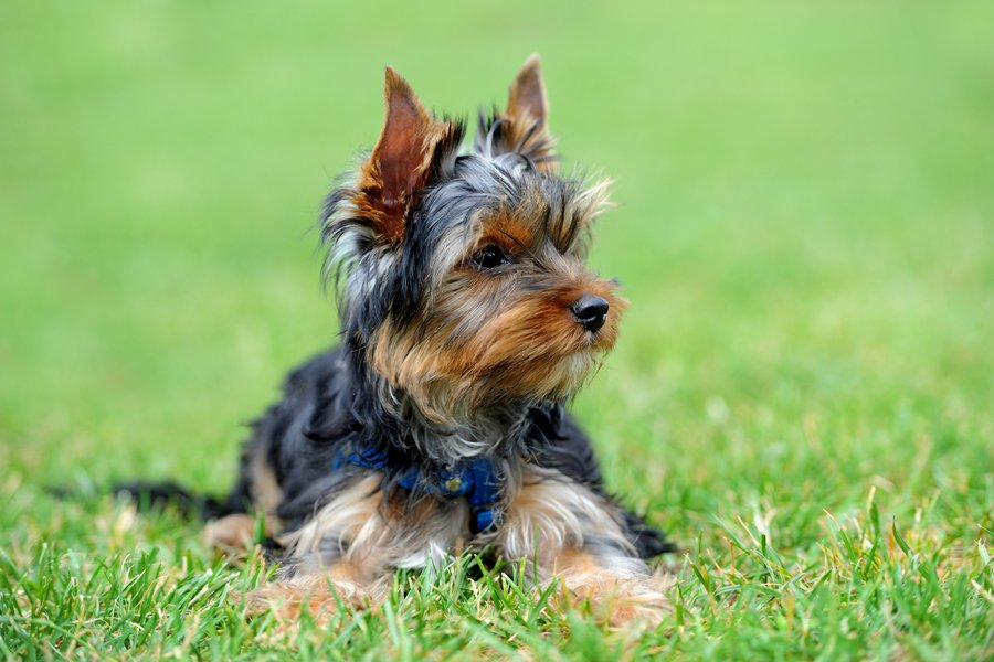 Yorkshire Terrier | Tudo sobre a raça mais alegre e feliz