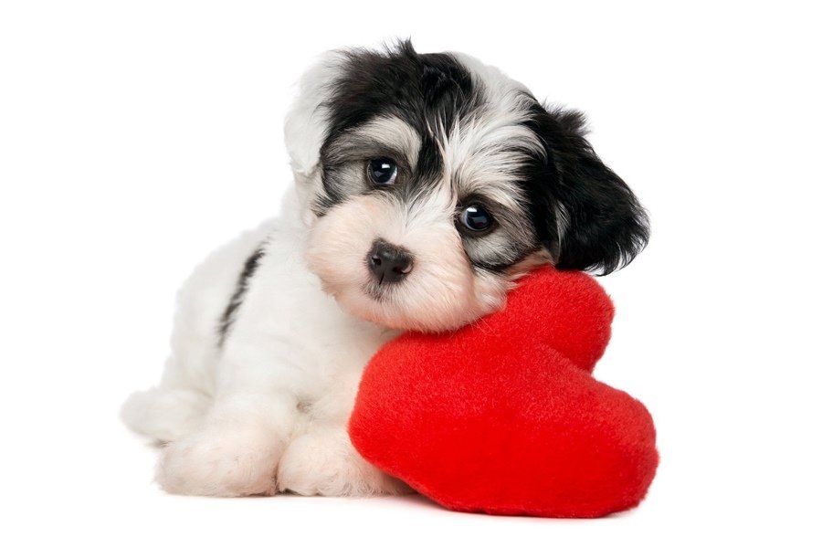 Problemas cardíacos nos cães: Saiba como identificar