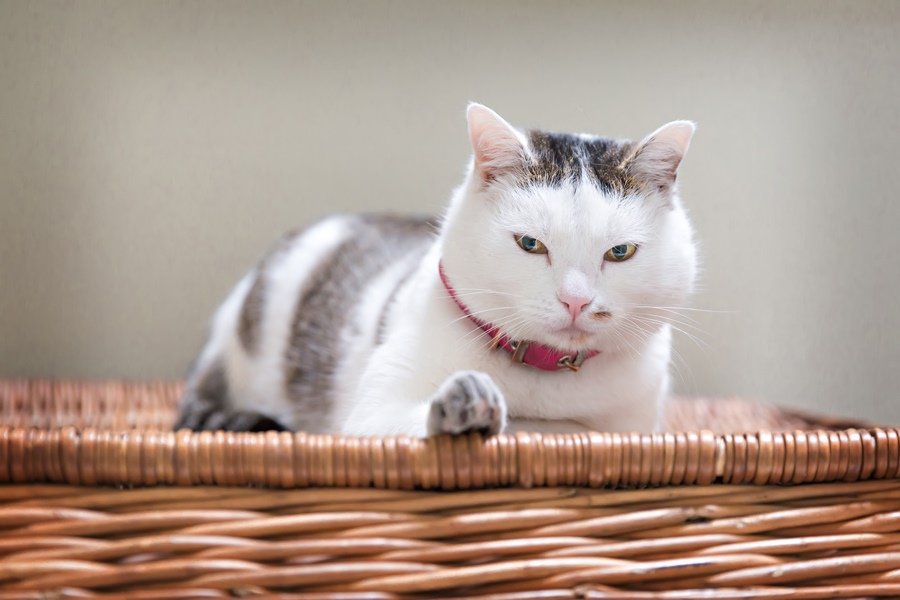 Mitos e Verdades sobre Tumores Mamários em Gatas