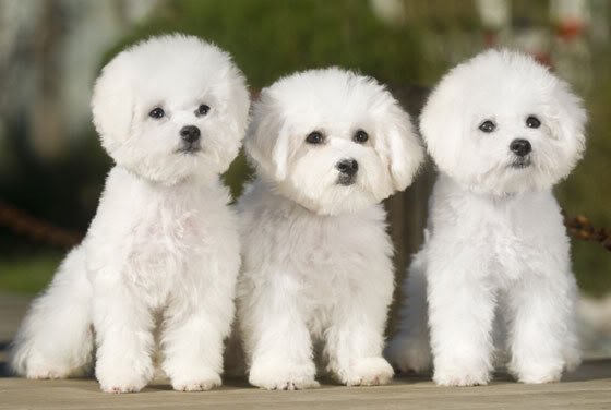 Poodle: tudo sobre este amigo brincalhão