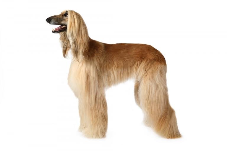 Afghan Hound: tudo que você tem que saber sobre a raça
