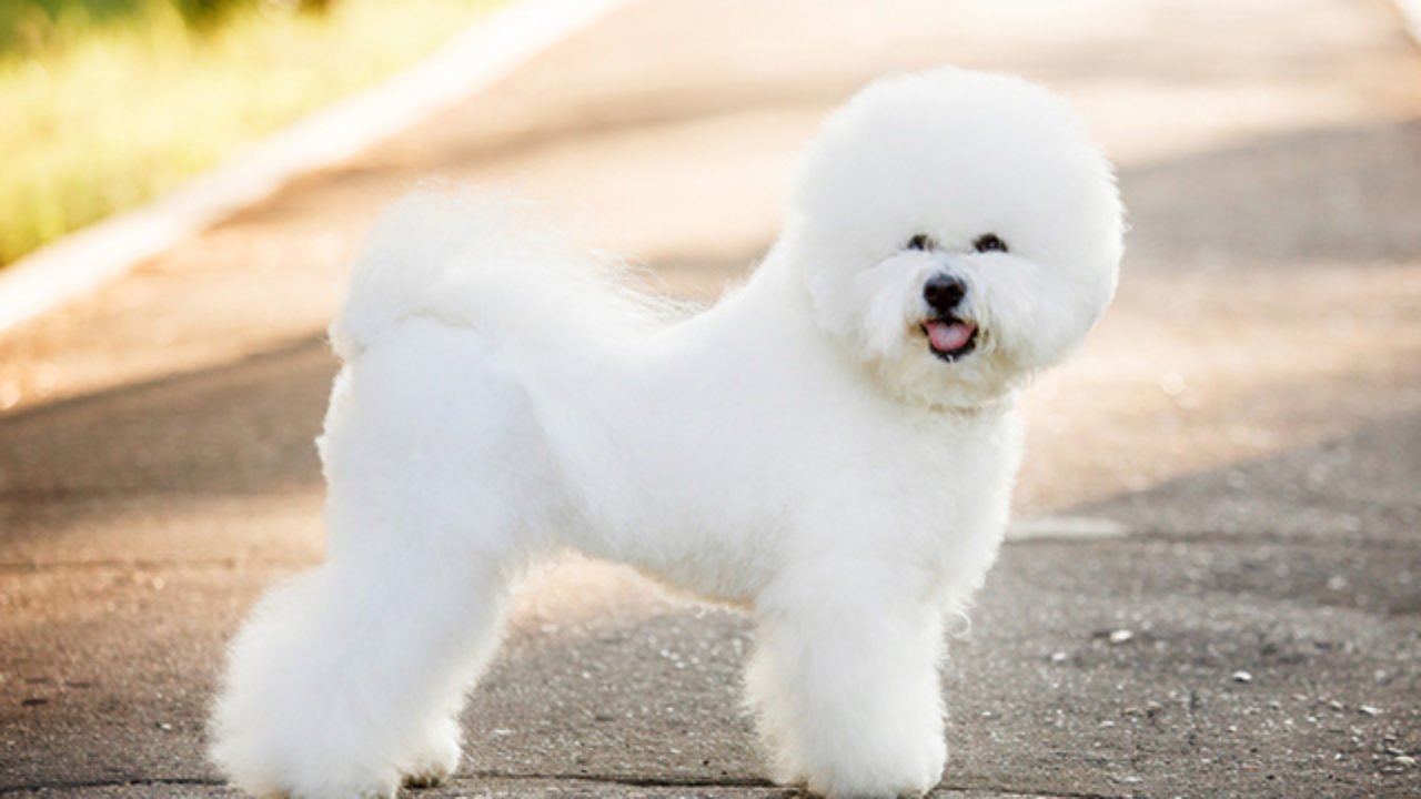 Bichon Frisé: conheça este pequeno cão cheio de energia