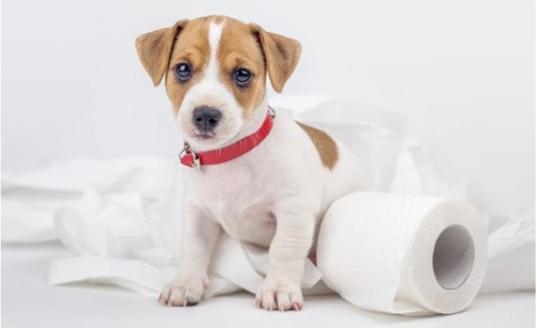 Como ensinar o cachorro o local certo para as necessidades?