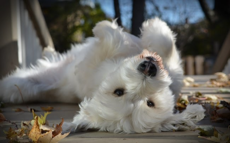 Cachorro hiperativo: 6 dicas para você lidar com o seu animal