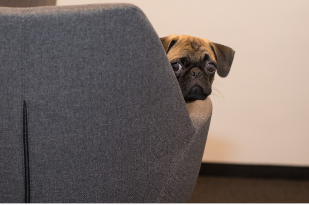 8 coisas para NÃO fazer com cachorro