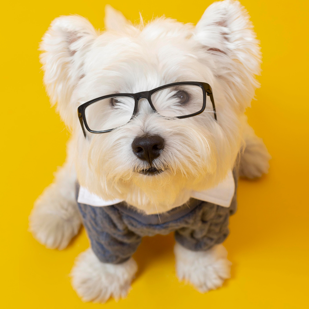 Por que fazer check-ups Regulares | Jardim França