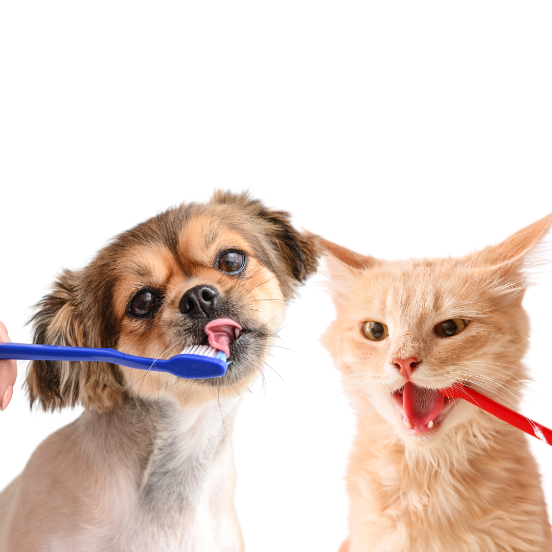 Smile Safe: Proteja seu Pet! Tudo sobre Tártaro e Como Evitar Problemas!| Jardim França