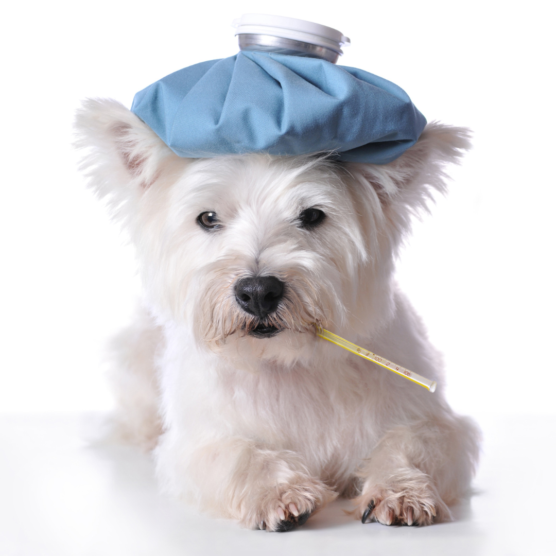 A Importância da Vacinação Contra a Tosse dos Canis | Jardim França