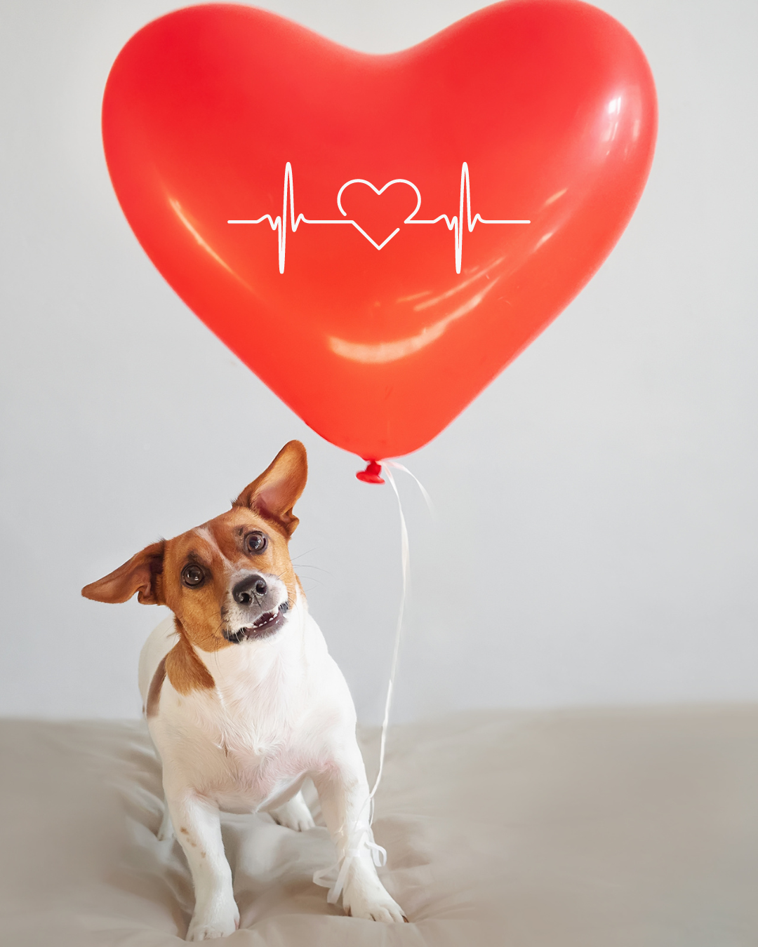 Doenças Cardíacas em Cães e Gatos: Sintomas e Diagnóstico | Jardim França